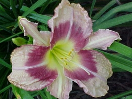 Wrights Daylily Garden perennial nursery choice varieties and colors
